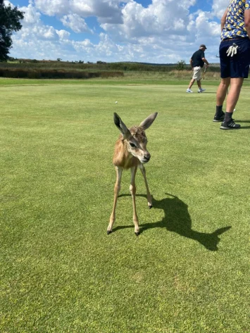 Springbok on Jan Kemp golf course